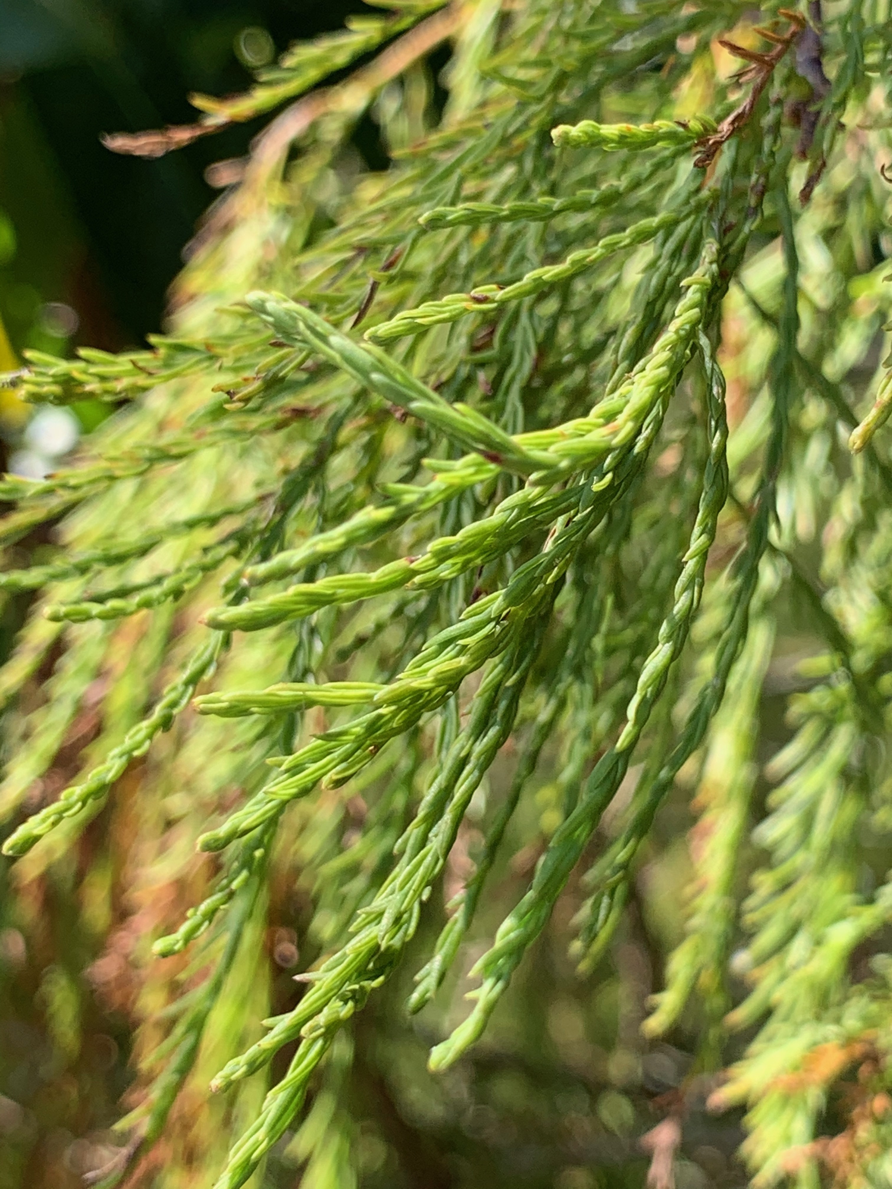 Taxodium ascendens