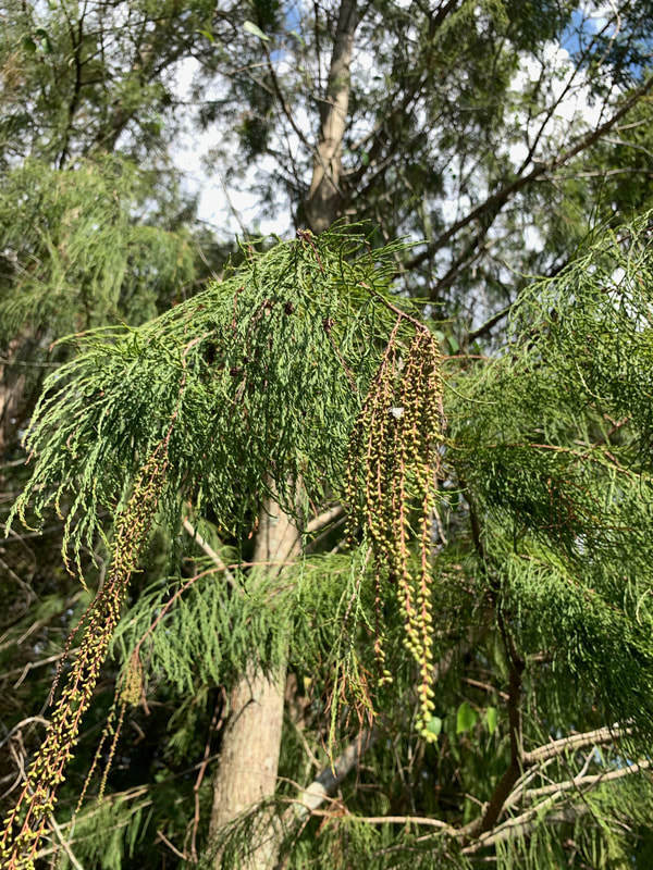 Taxodium ascendens