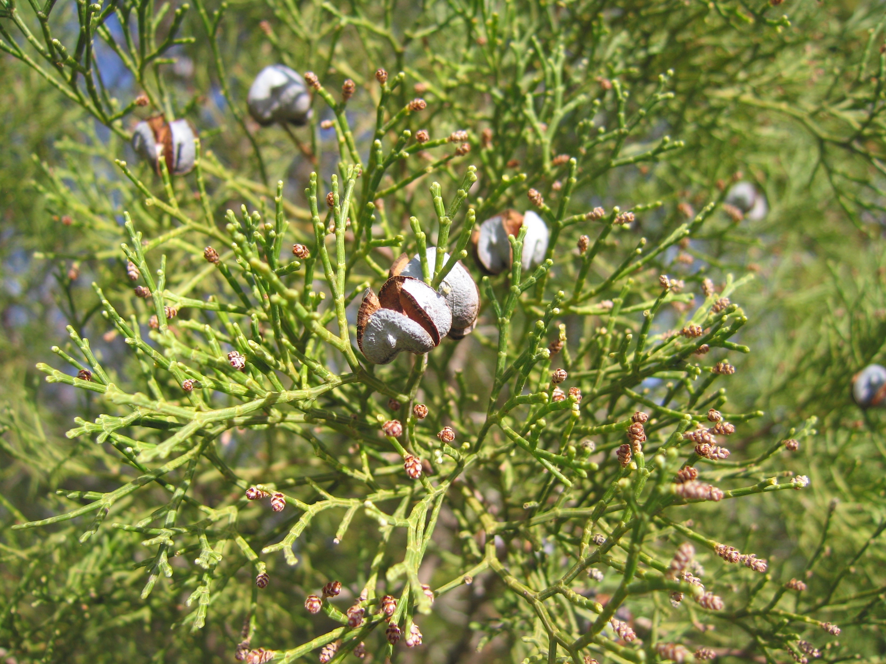 Tetraclinis articulata