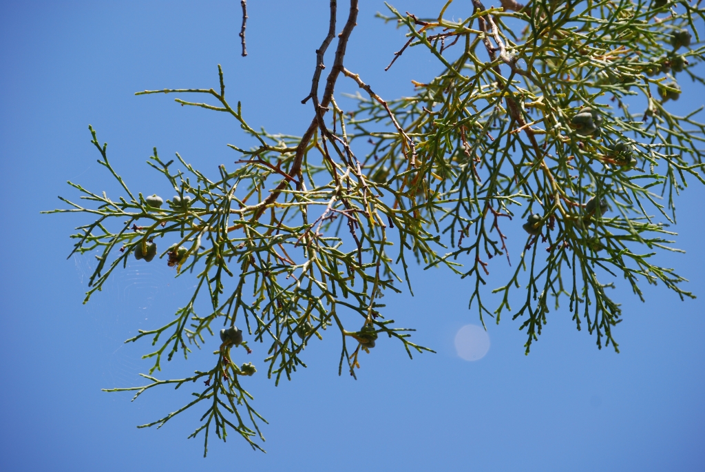 Tetraclinis articulata