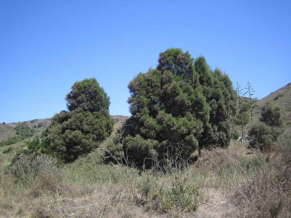 Tetraclinis articulata