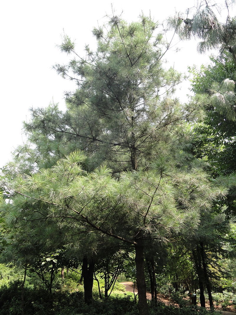 Pinus armandii