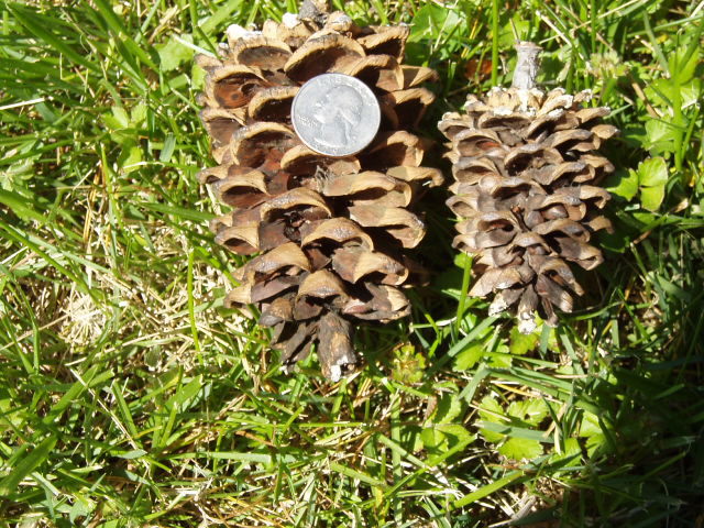 Pinus armandii