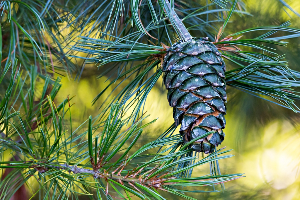 Pinus armandii