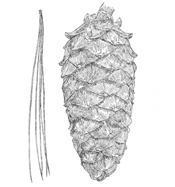 Pinus armandii