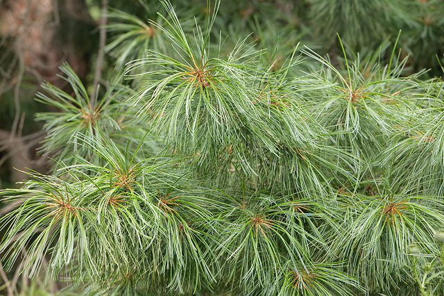 Pinus armandii