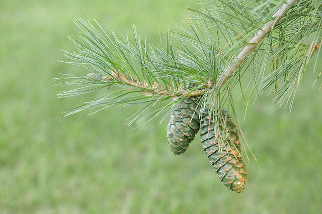 Pinus armandii