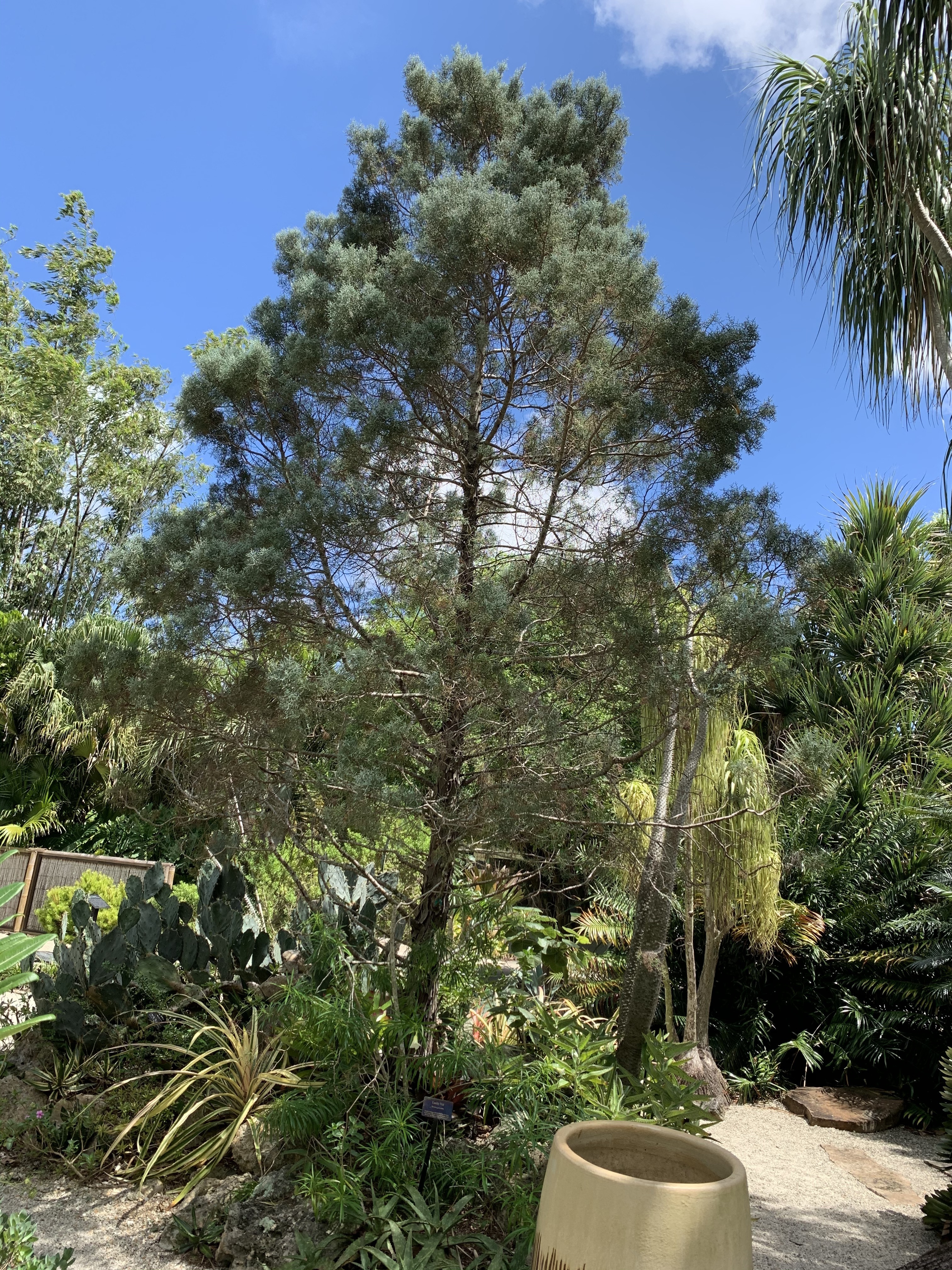 Cupressus arizonica
