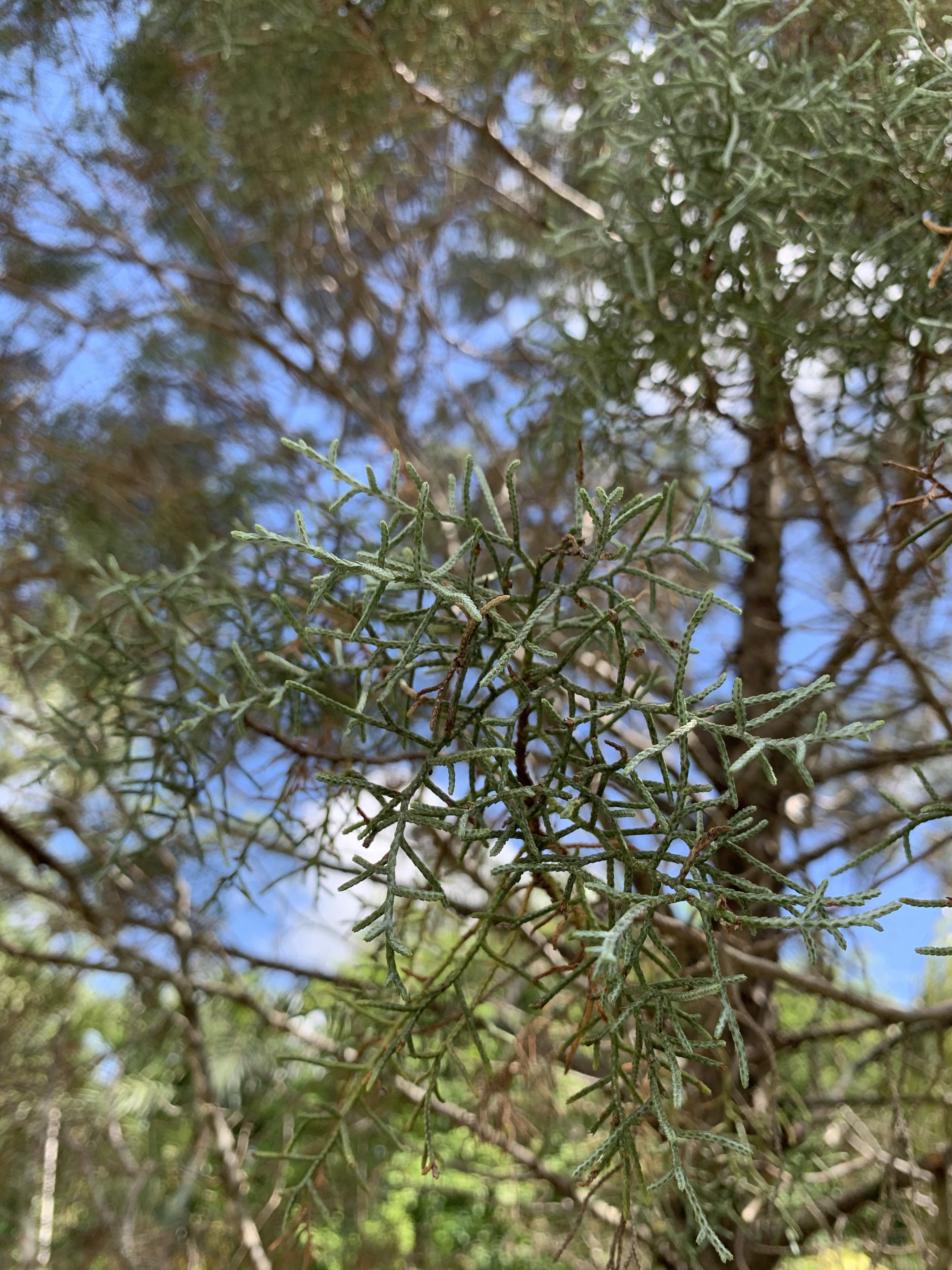 Cupressus arizonica