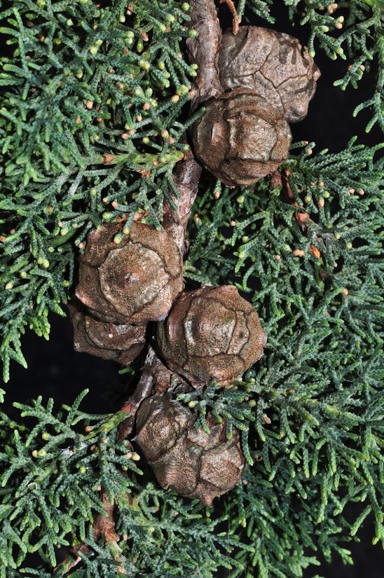 Cupressus arizonica
