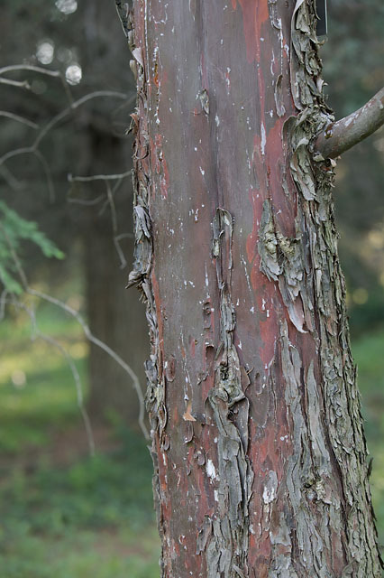 Cupressus arizonica