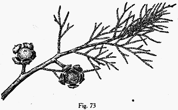 Cupressus arizonica