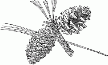 Pinus arizonica