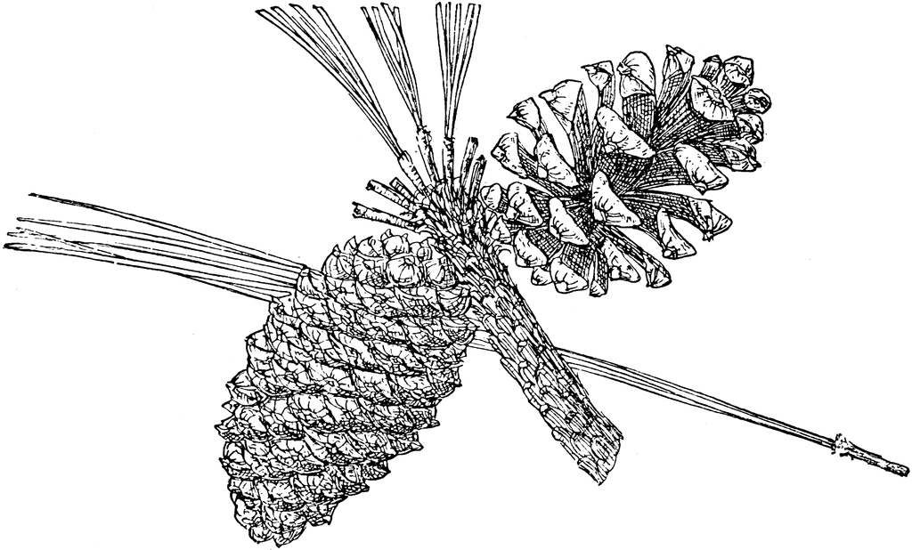 Pinus arizonica