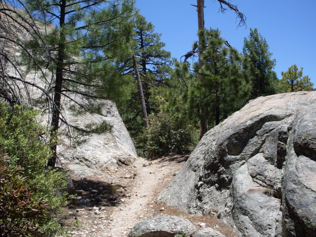 Pinus arizonica