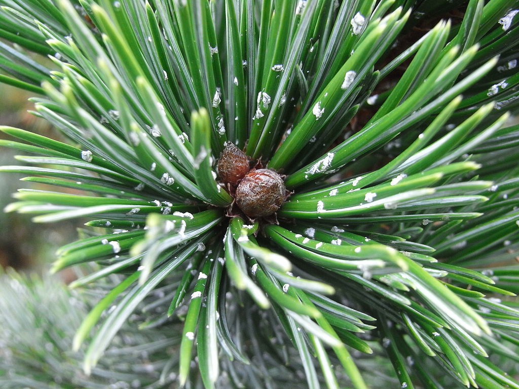 Pinus aristata