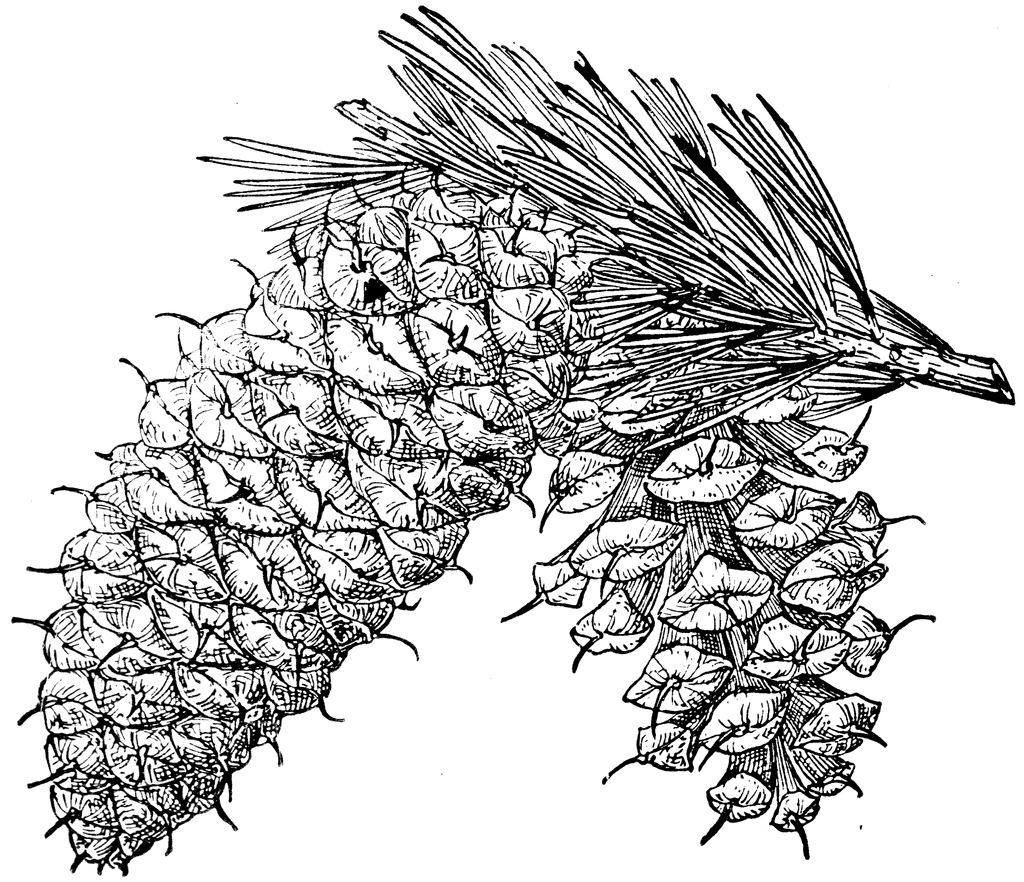 Pinus aristata