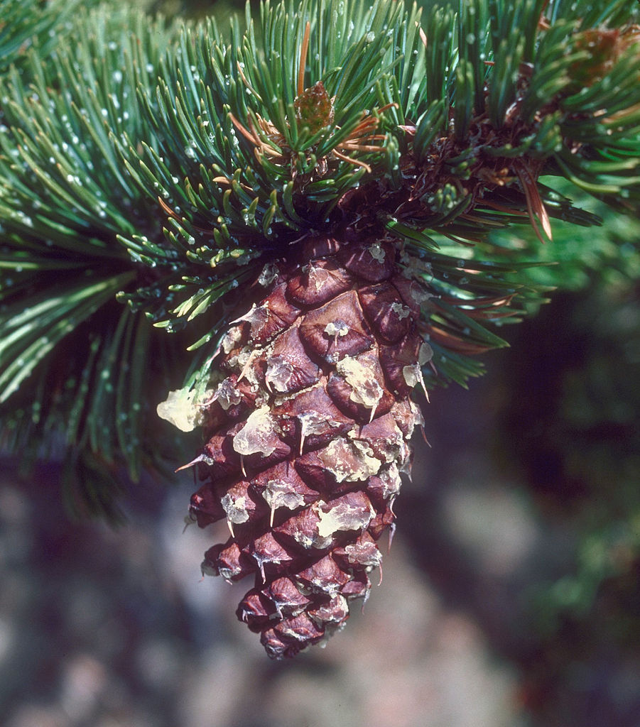 Pinus aristata