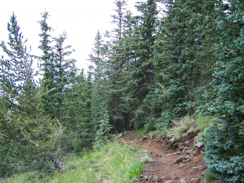 Pinus aristata