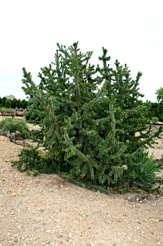 Pinus aristata