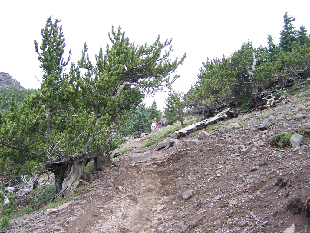 Pinus aristata
