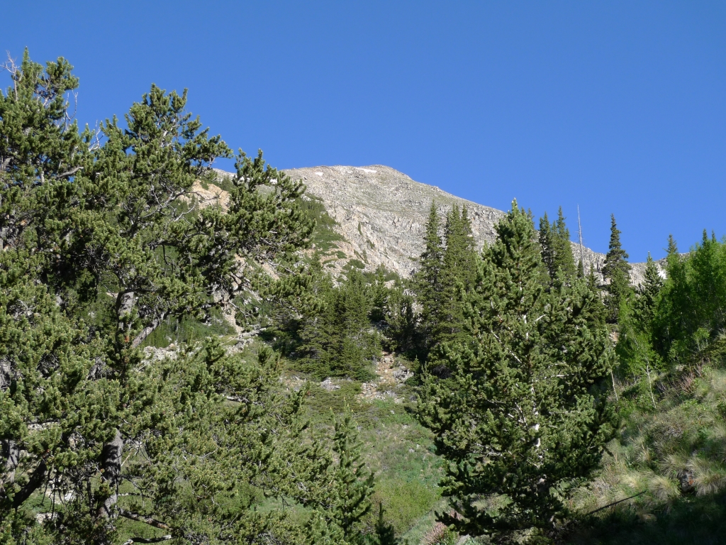 Pinus aristata