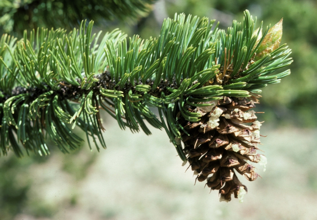 Pinus aristata