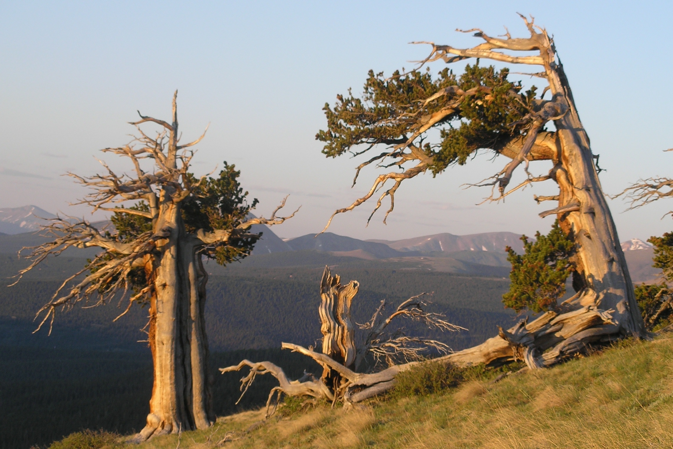 Pinus aristata