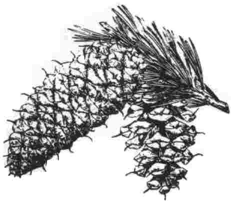 Pinus aristata