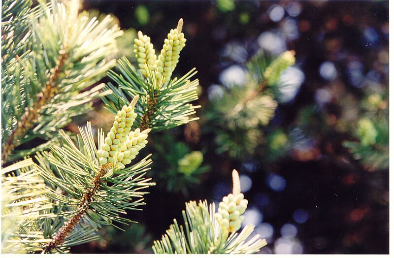 Pinus aristata