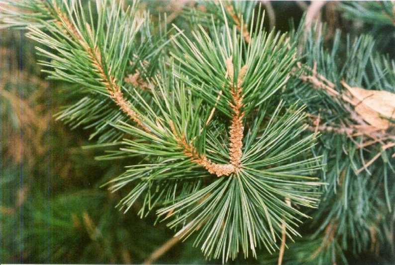 Pinus aristata
