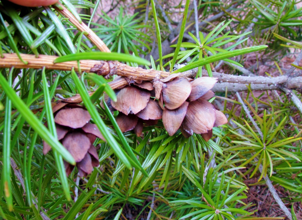 Cathaya argyrophylla