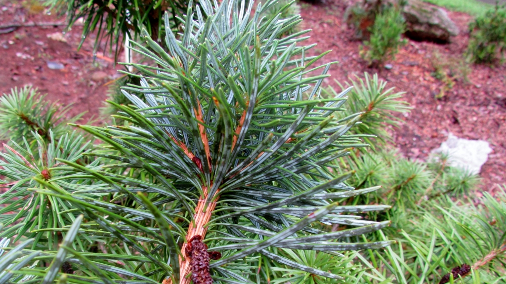 Cathaya argyrophylla