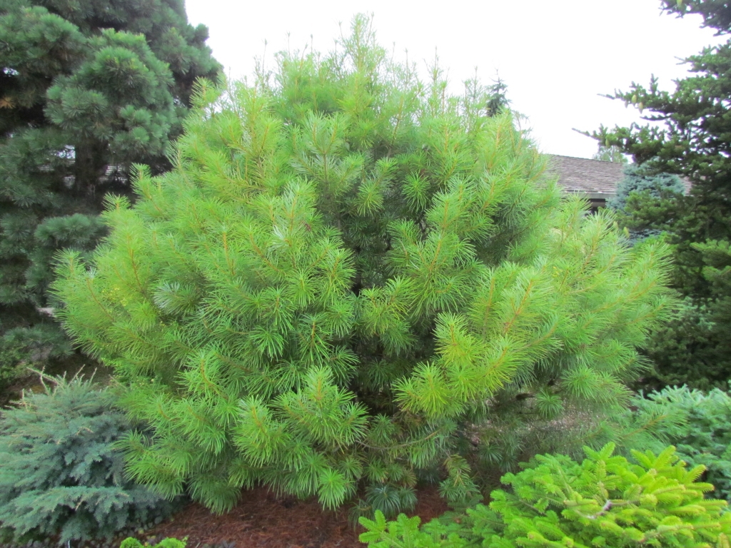 Cathaya argyrophylla