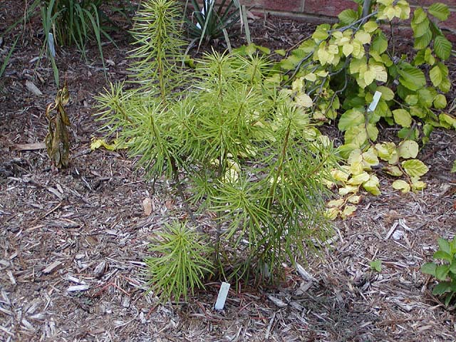 Cathaya argyrophylla