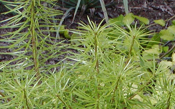 Cathaya argyrophylla
