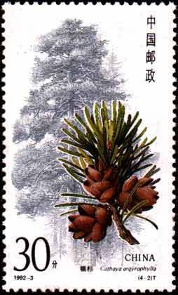 Cathaya argyrophylla