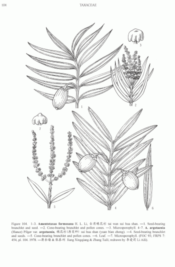 Amentotaxus argotaenia
