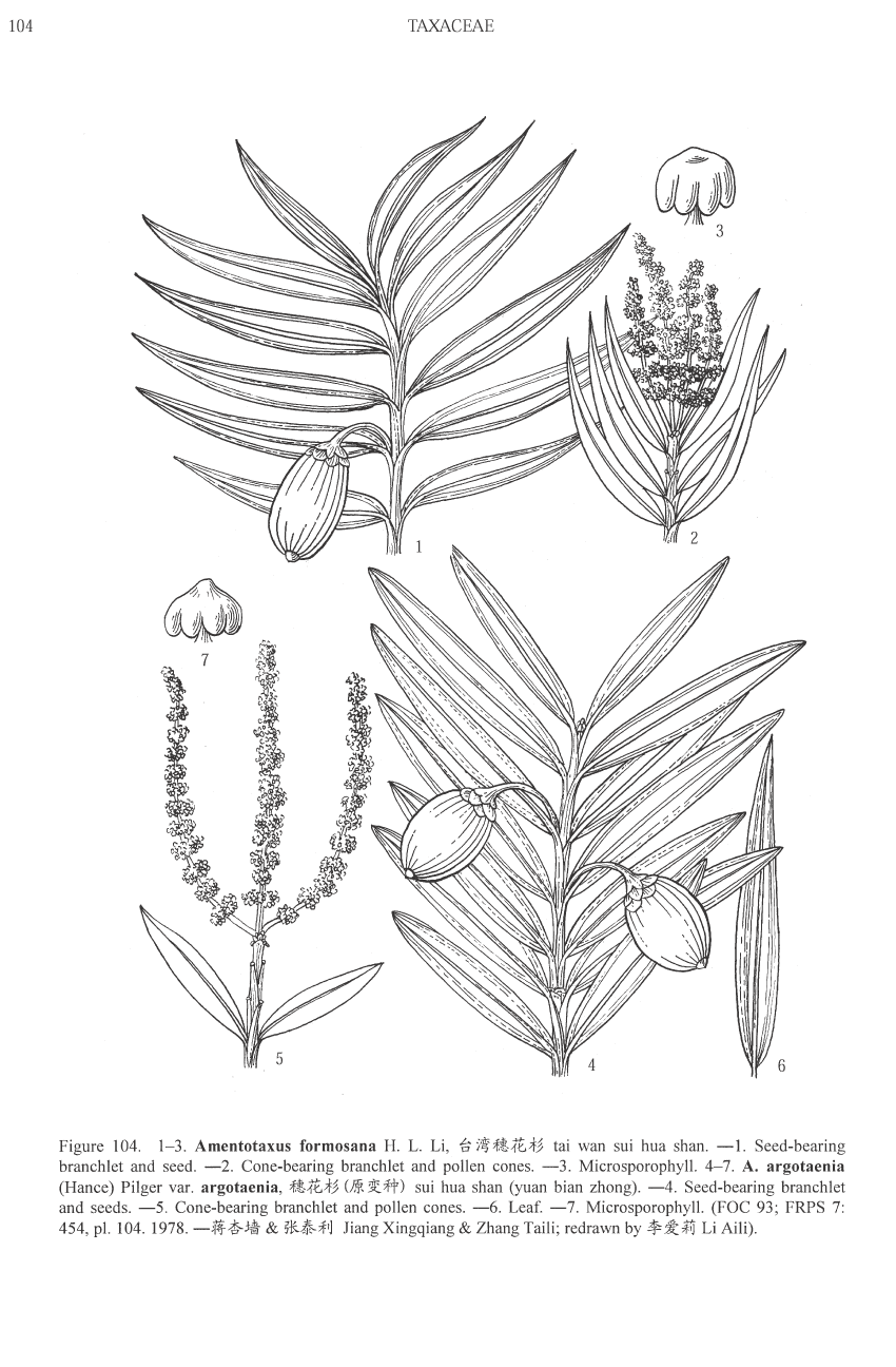 Amentotaxus argotaenia