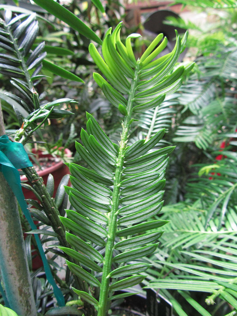 Amentotaxus argotaenia