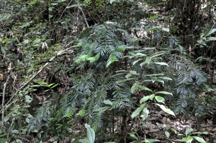 Amentotaxus argotaenia