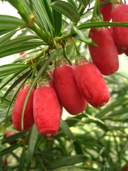 Amentotaxus argotaenia