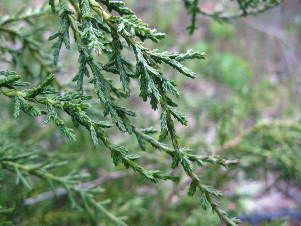 Diselma archeri
