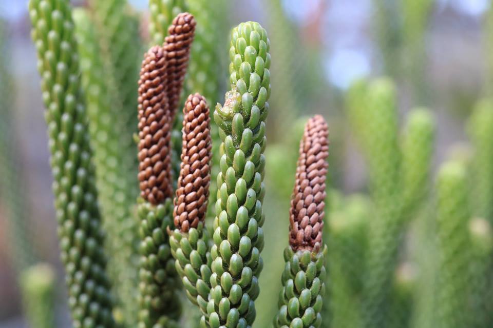 Dacrydium araucarioides