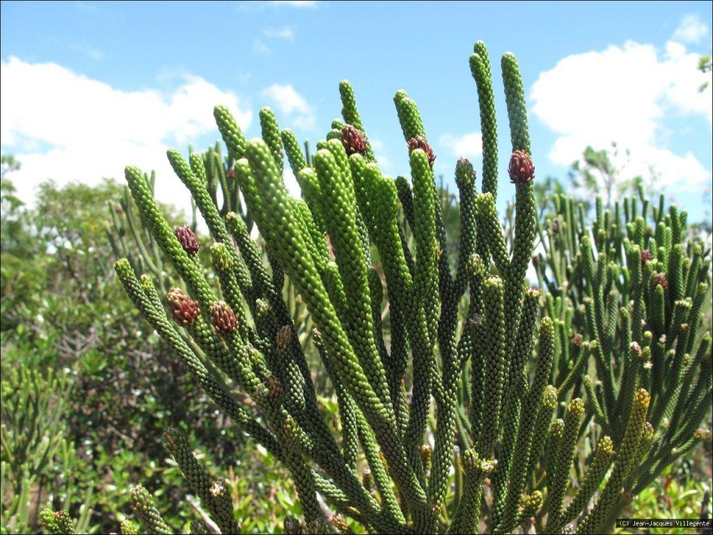 Dacrydium araucarioides
