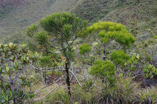 Dacrydium araucarioides