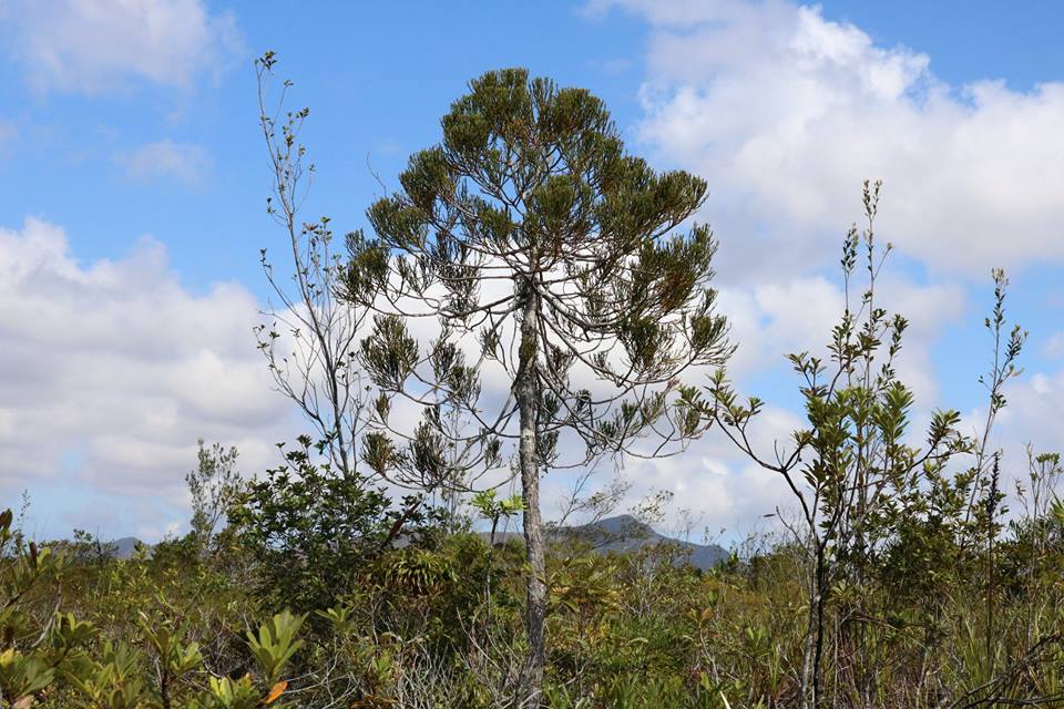 Dacrydium araucarioides