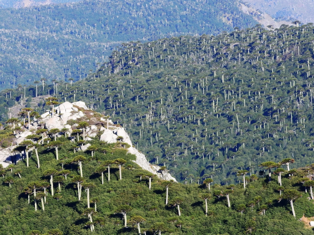Araucaria araucana