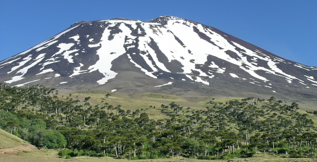 Araucaria araucana