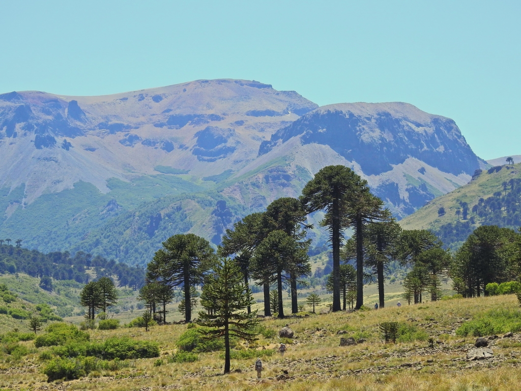 Araucaria araucana
